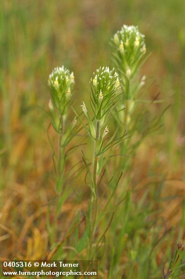 Castilleja attenuata