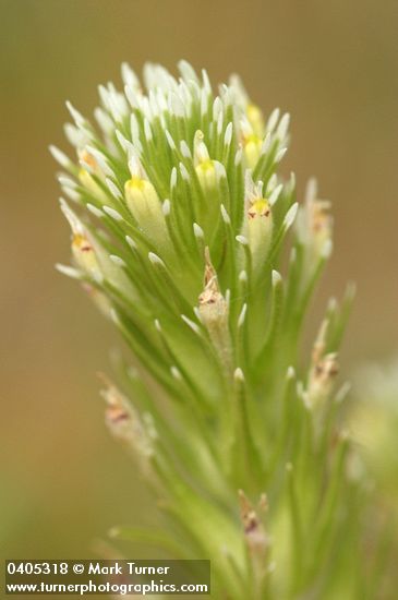 Castilleja attenuata