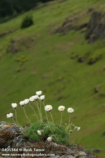 Erigeron compositus
