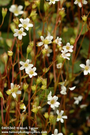 Saxifraga nuttallii