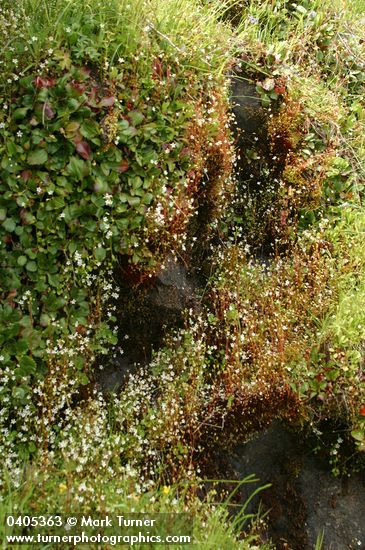 Saxifraga nuttallii