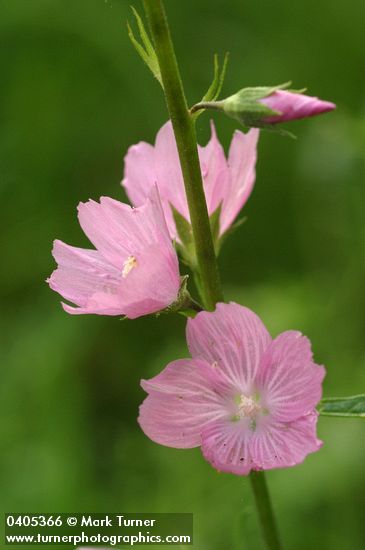 Sidalcea campestris