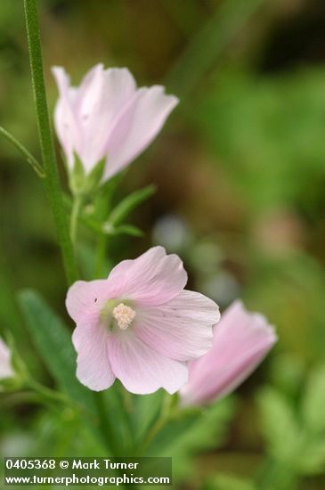 Sidalcea campestris