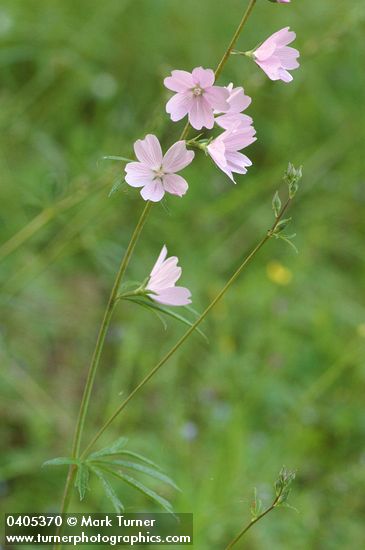 Sidalcea campestris