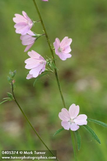 Sidalcea campestris