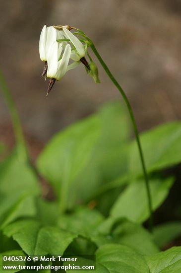 Dodecatheon dentatum