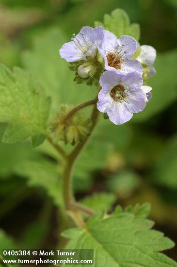 Phacelia bolanderi