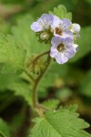 Bolander's Phacelia