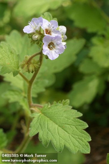 Phacelia bolanderi