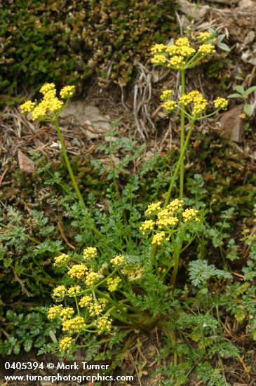 Lomatium hallii