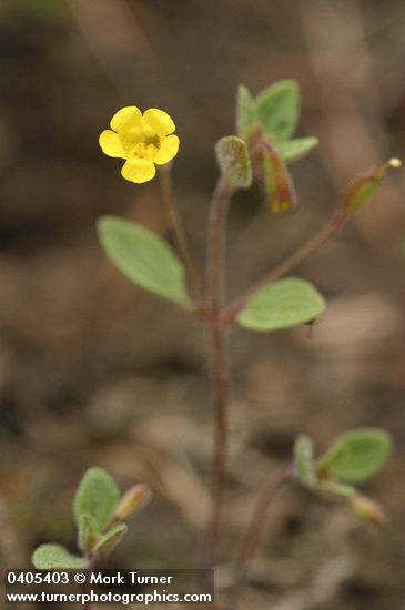 Mimulus pulsiferae