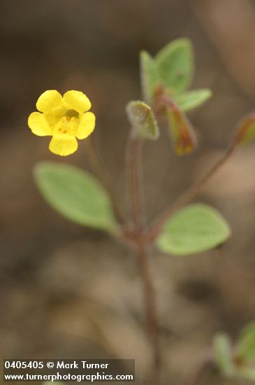 Mimulus pulsiferae