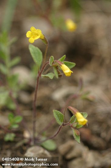 Mimulus pulsiferae