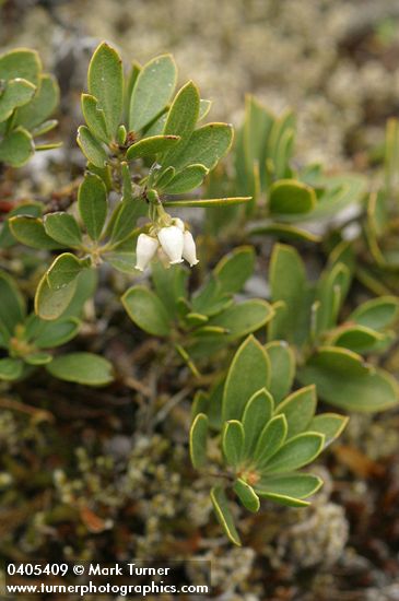 Arctostaphylos nevadensis