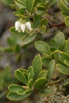 Pinemat Manzanita blossoms & foliage