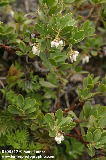 Arctostaphylos nevadensis
