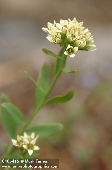 Comandra umbellata ssp. californica