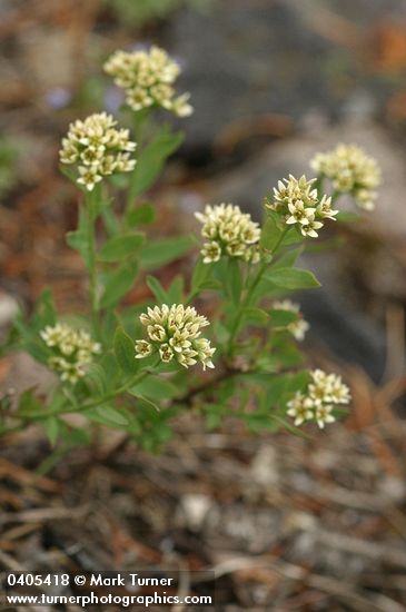 Comandra umbellata ssp. californica