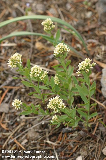 Comandra umbellata ssp. californica