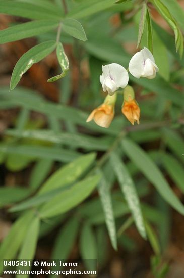 Lathyrus lanszwertii