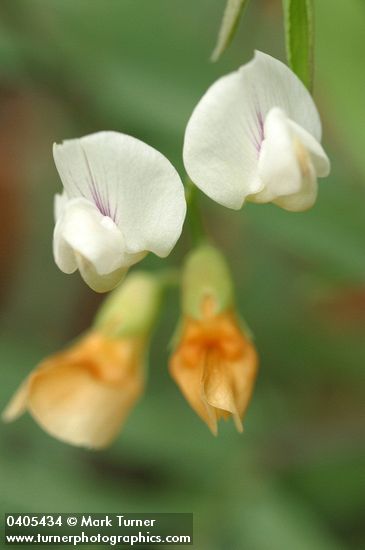 Lathyrus lanszwertii