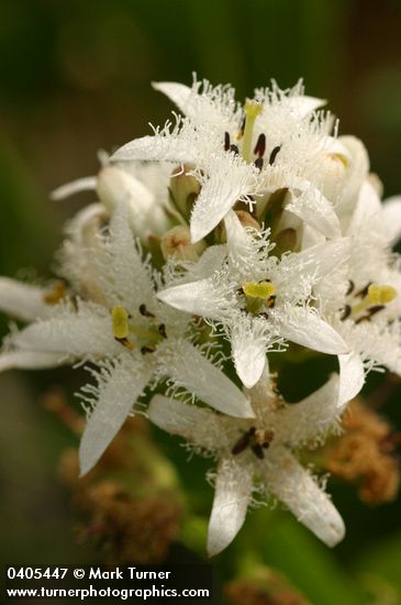 Menyanthes trifoliata