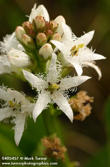 Menyanthes trifoliata