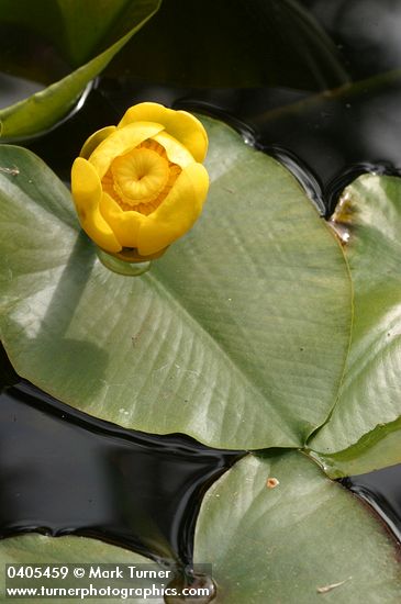 Nuphar polysepala
