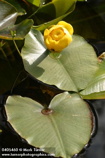 Nuphar polysepala
