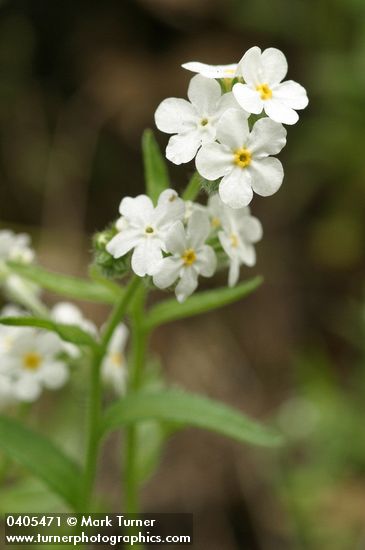 Plagiobothrys nothofulvus