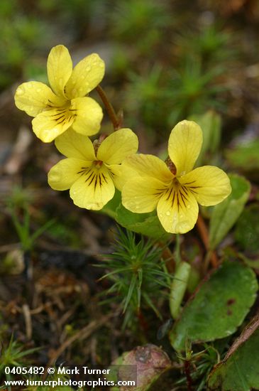 Viola orbiculata