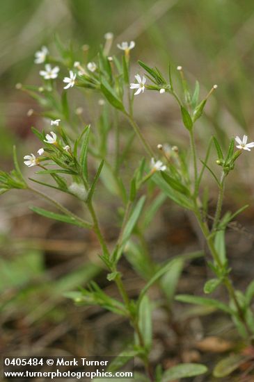 Phlox gracilis ssp. gracilis (Microsteris gracilis)