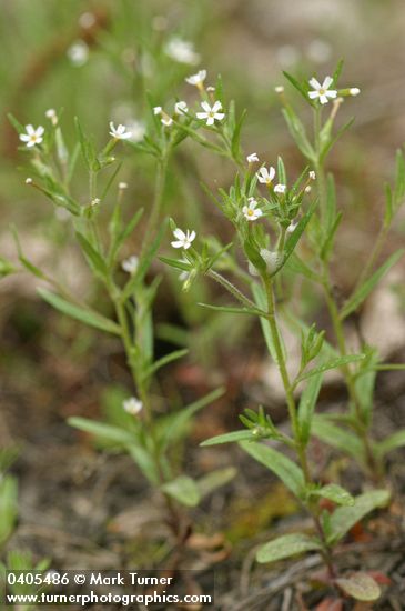 Phlox gracilis ssp. gracilis (Microsteris gracilis)