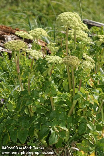 Angelica lucida