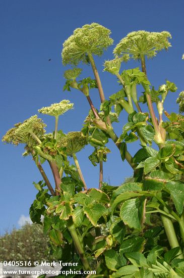Angelica lucida