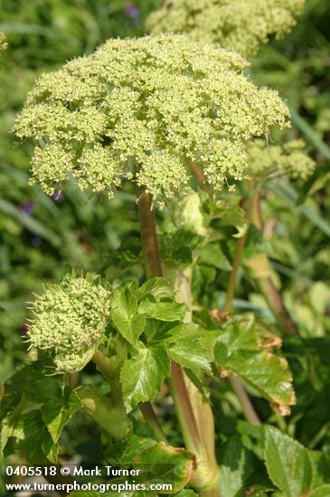 Angelica lucida