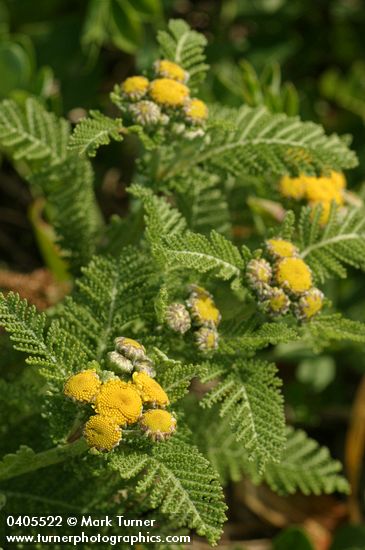 Tanacetum camphoratum