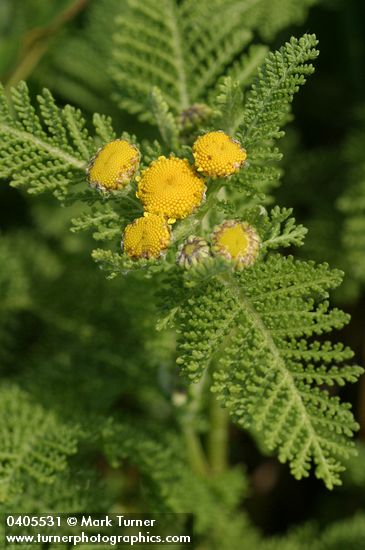 Tanacetum camphoratum