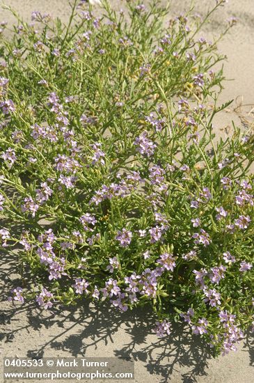 Cakile maritima