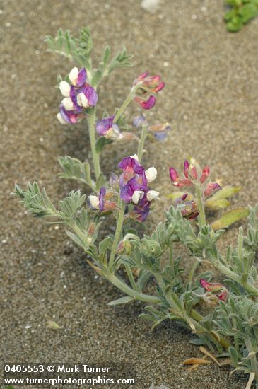Lathyrus littoralis