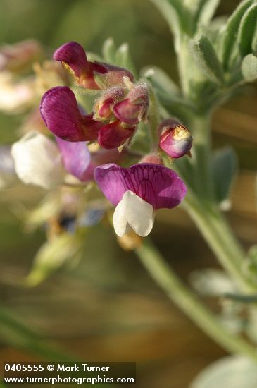 Lathyrus littoralis