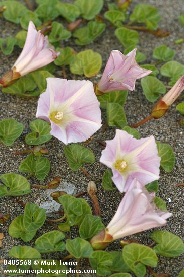 Calystegia soldanella
