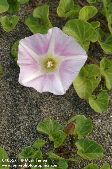 Calystegia soldanella