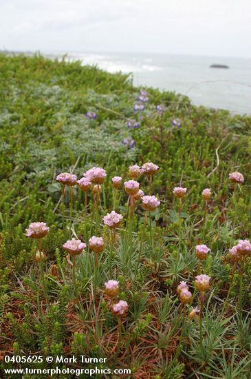Armeria maritima; Lupinus littoralis