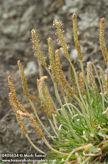Plantago coronopus