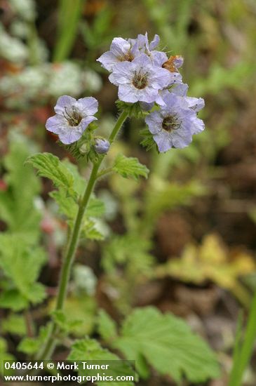 Phacelia bolanderi