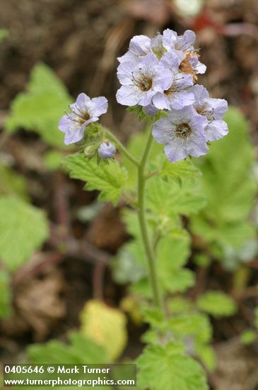 Phacelia bolanderi