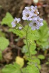 Bolander's Phacelia