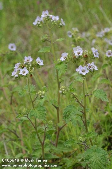 Phacelia bolanderi