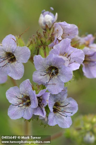 Phacelia bolanderi
